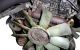 Motor D27DT Ssangyong Rodius I 2.7 i 20V (163 cv)