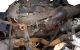 Motor F1AE0481C Fiat Ducato Autobús (244_) 2.3 JTD (110 cv)