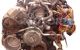 Motor M62 TUB Bmw X5 (E53) 4.4i (286 cv)