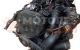 Motor 1Z Audi 80 V (B4) 1.9 TDI (90 cv)