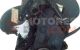 Motor LFY Peugeot 406 (8) 1.8 16V (110 cv)