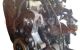 Motor 186A6000 Fiat Multipla (186) JTD 110 (110 cv)