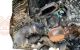 Motor b57 Bmw X6 (G06, F96) xDrive 30 d Mild-Hybrid (211 cv)