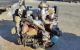 Motor BHPA Ford Transit Connect 1.8 DI (75 cv)