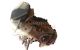 Motor M41 D17 (174T1) Bmw Serie 3 Compact (E36) 318 tds (90 cv)