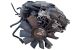 Motor M54B25 Bmw Serie 3 (E46, 2001) 325i (192 cv)