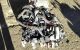 Motor 646811 Mercedes Benz Clase C (W204) C 220 CDI (170 cv)