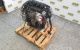 Motor N16B16A Mini Hatch (R56) One 1.6 (75 cv)