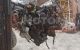 Motor 25TD Nissan Pick UP (D21) 2.5 D 4WD (80 cv)