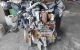 Motor K9KF646 - K9KF6 - K9K646 Nissan Pulsar (C13) 1.5 dCi (110 cv)