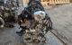 Motor MR20 Nissan Qashqai 2.0 (141 cv)