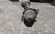 Motor TS18E33 Opel Astra H 1.3 CDTI (90 cv)