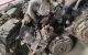 Motor VJZ Peugeot 106 I (1A/C) 1.5 D (55 cv)