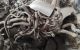 Motor RFN Peugeot 406 Coupe (8) 2.0 16V (135 cv)