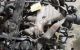 Motor Peugeot 407 2.0 HDi (136 cv)