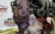 Motor D4F712 Renault Clio III 1.2i 16V (75 cv)
