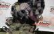 Motor F8Q630 Renault Kangoo II 1.5 dCi (75 cv)