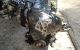 Motor F9QU7 - F9QU762 - F9Q762 Renault Trafic II Furgón (FL) 1.9 dCI 100 (FL0C)101 cv)