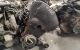 Motor AHF Seat Leon I (1M) 1.9 TDI (110 cv)